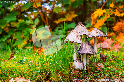 Image of Mushrooms in the autumn forest