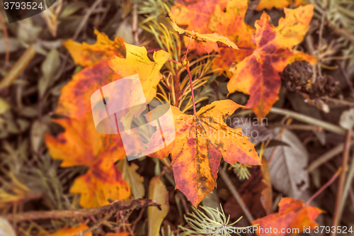 Image of Autumn maple in red and yellow colors