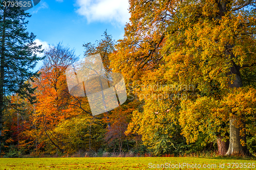 Image of Colorful trees in the change