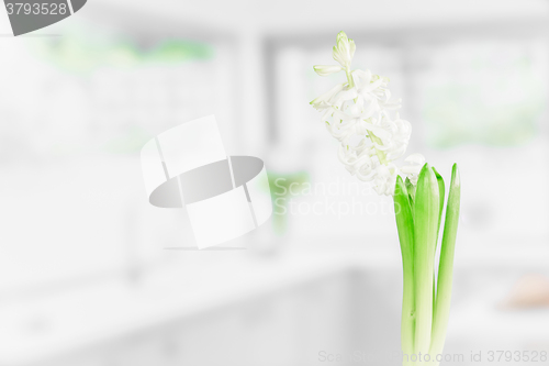 Image of Indoor flower in a kitchen