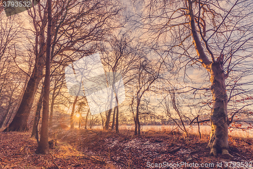 Image of Winter morning in the forest