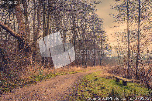 Image of Bench by a road in the forest