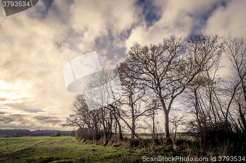 Image of Dark trees by a field