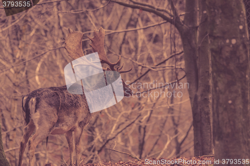 Image of Deer in a forest at autumn