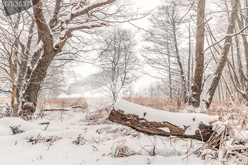 Image of Snow on a tree log in the forest