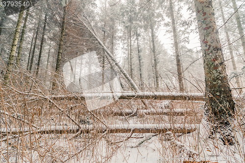 Image of Snow on fallen trees in a forest