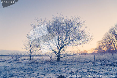 Image of Tree in the winter frost