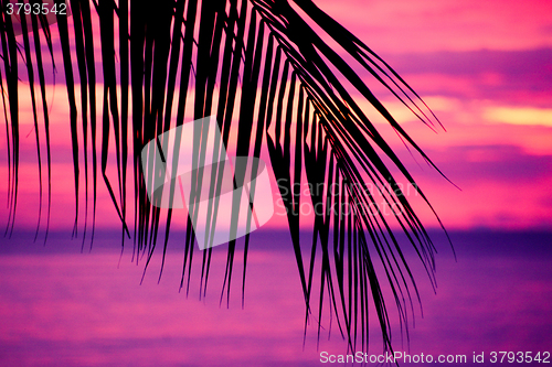 Image of Tropical sunset with palm tree