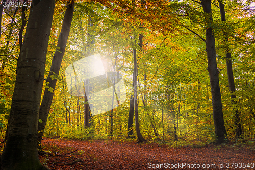 Image of Trees in the early autumn