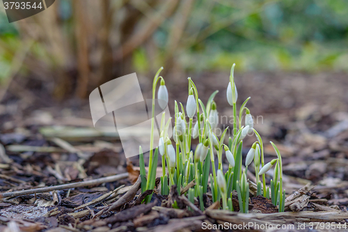 Image of Snowdrop flowers in the springtime