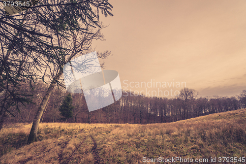 Image of Forest at a prairie in autumn