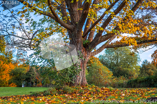 Image of Big tree in the autumn