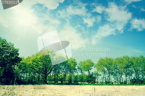 Image of Green trees in a summer landscape