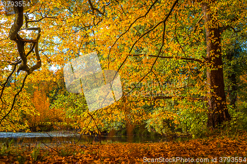 Image of Colorful trees by a small lake