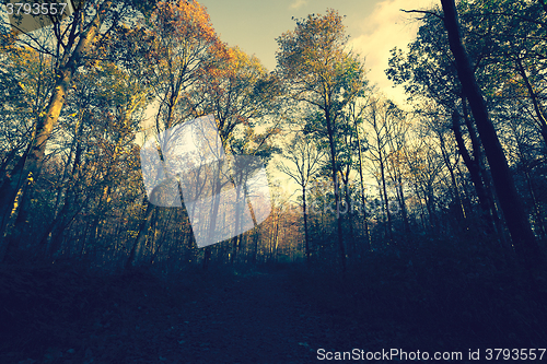 Image of Autumn forest in the evening