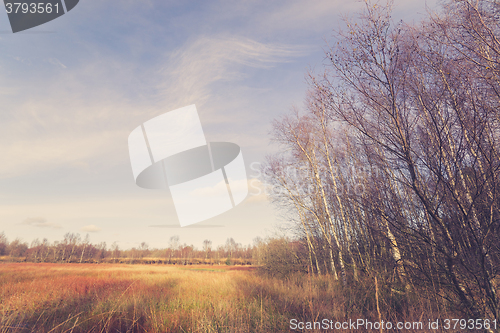 Image of Birch trees at a swamp