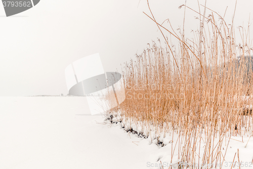 Image of Rushes in the winter snow