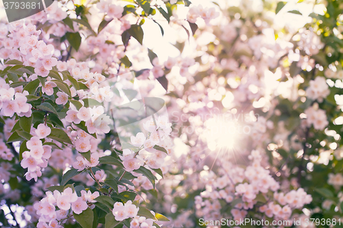 Image of Blooming apple tree with sun flare