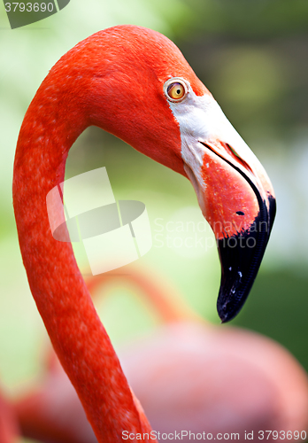 Image of Profile of American flamingo with its long neck and beak