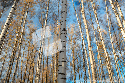 Image of Birch trees background.