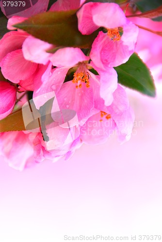 Image of Apple blossom