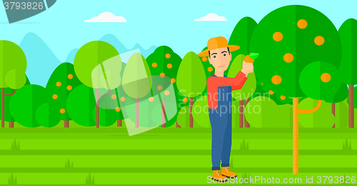 Image of Farmer collecting oranges.