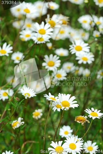 Image of Wild daisies
