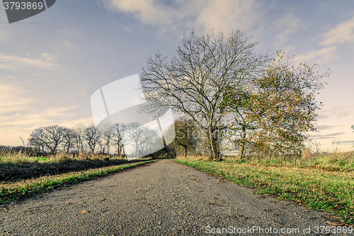 Image of Nature path with naked trees