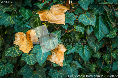 Image of Ivy with green and golden leaves