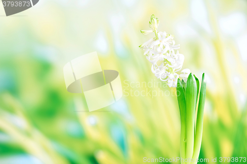 Image of Hyacinth flower in green grass