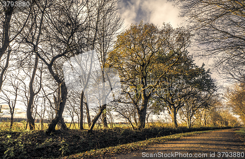 Image of Trees by the road in a forest