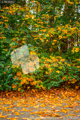 Image of Autumn maple on the sidewalk