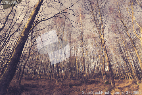 Image of Birch trees without leaves in the forest