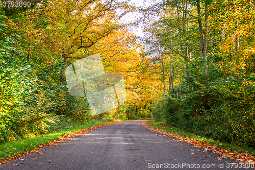 Image of Forest road surrounded by colorful trees