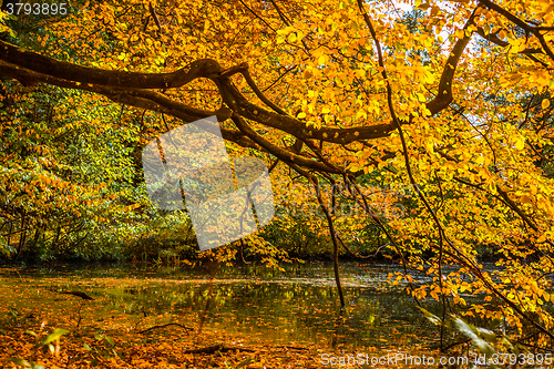 Image of Tree over a lake in the autumn