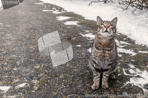 Image of Cat sitting on a sidewalk