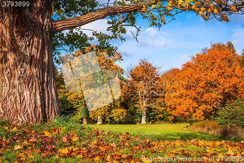 Image of Autumn leaves under a big tree