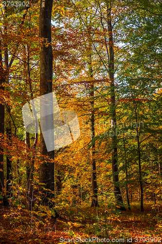 Image of Forest with tall trees in the fall