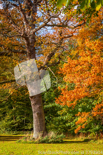 Image of Trees with magic colors in the autumn