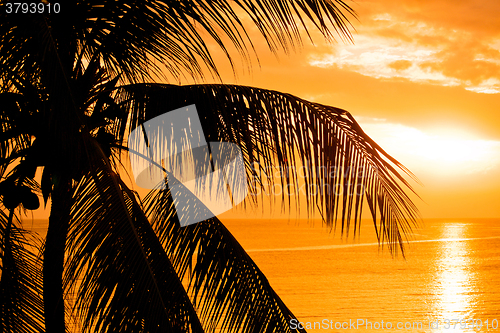 Image of Palm tree leaves in the sunset