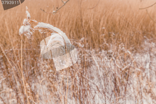 Image of Snow on frozen plants