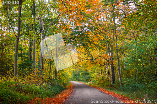 Image of Road in a forest at autumn