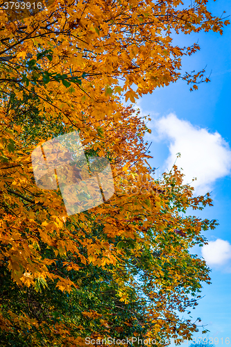 Image of Autumn leaves on a tree on a sunny day