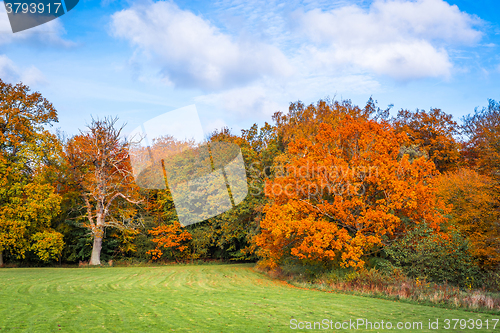 Image of Trees with colorful red leaves 