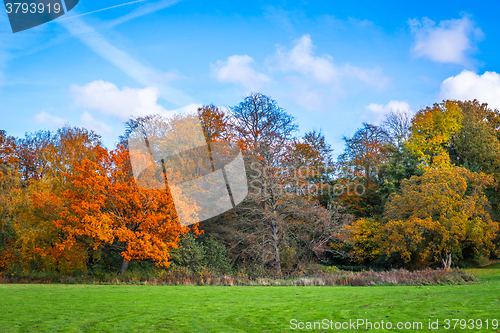 Image of Park in the autumn with trees