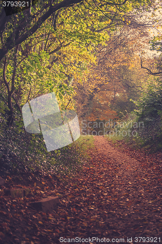 Image of Autumn leaves on a road in the forest