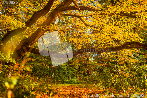 Image of Colorful forest in the fall