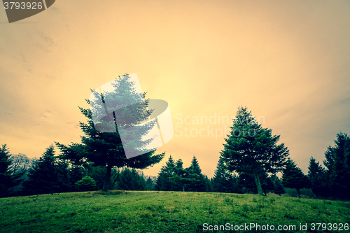 Image of Pine trees in the sunset