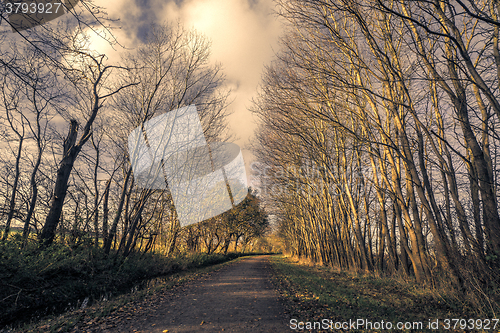 Image of Tall trees without leaves by a nature road