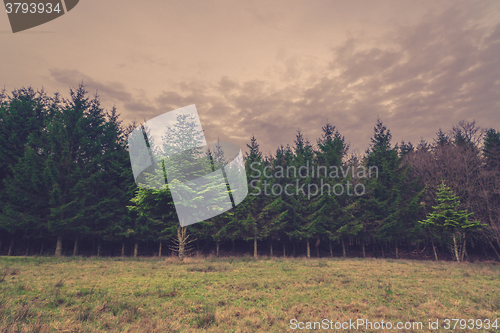 Image of Pine trees on a field in the fall